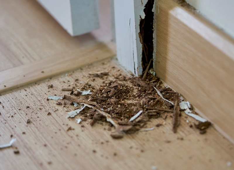 Know More About The Termite Inspection
