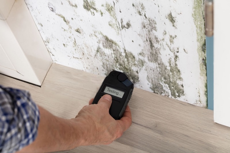 8 Signs That You May Need a Mold Inspection